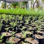 Produce vivero estatal 100 mil plantas al año para reforestación en Sonora