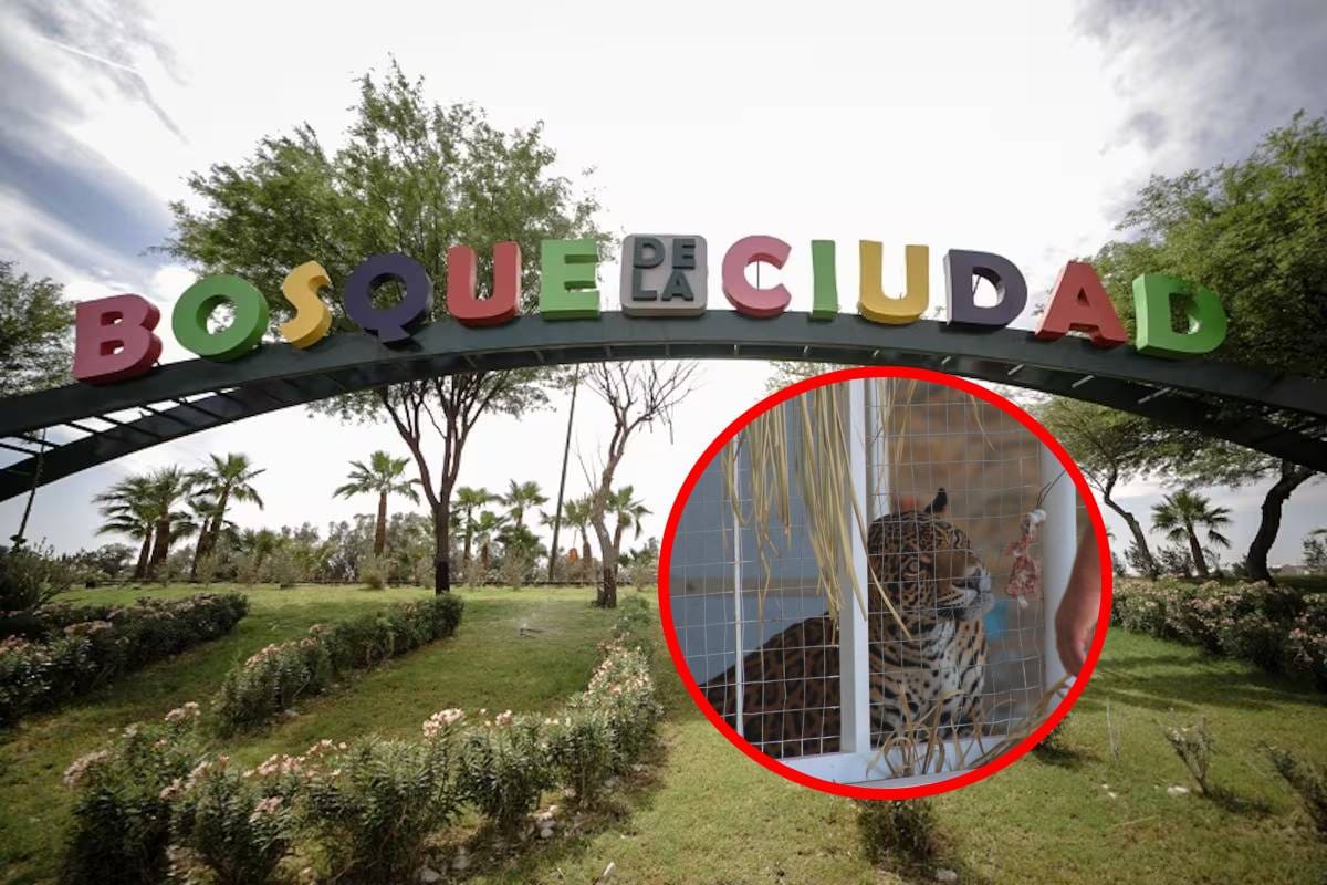 El Bosque y Zoológico de Mexicali recibe dos jaguares para su protección