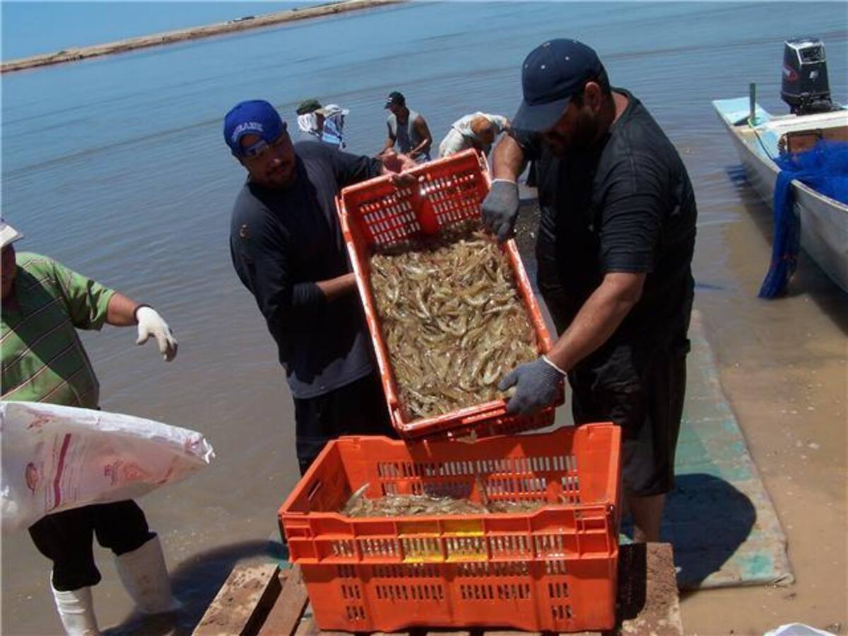 Veda de camarón a partir de este 6 de abril.