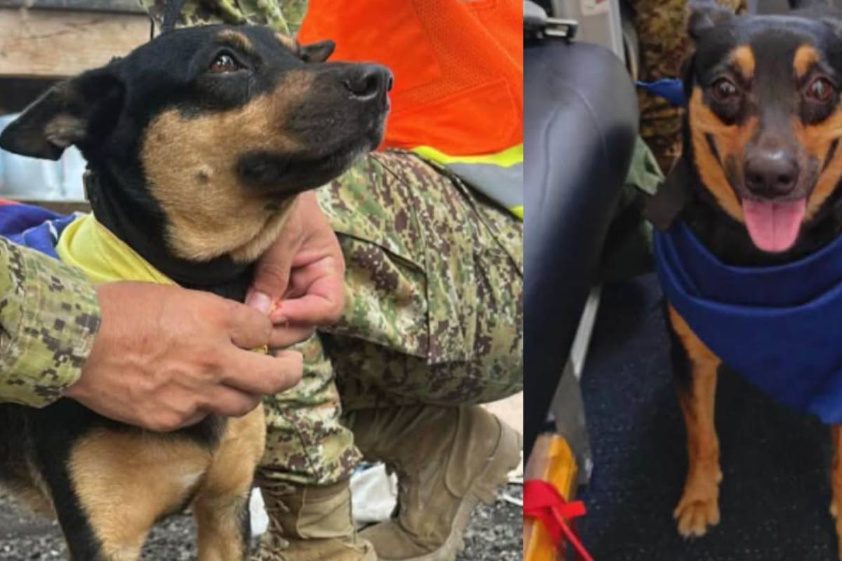 Fénix, la perrita que fue rescatada en Venezuela por la Fuerza Armada salvadoreña y la adoptaron para integrarla a la UHR y salvar vidas