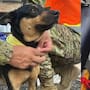Fénix, la perrita que fue rescatada en Venezuela por la Fuerza Armada salvadoreña y la adoptaron para integrarla a la UHR y salvar vidas