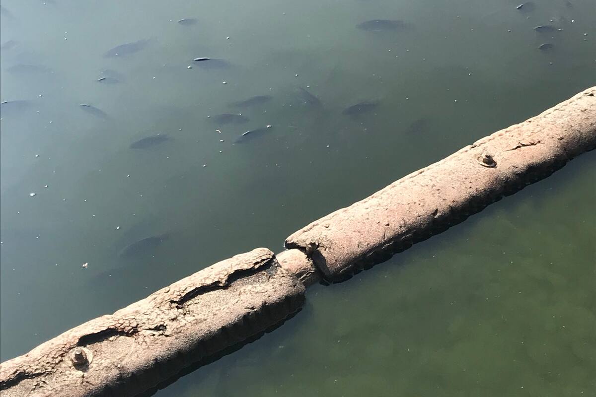 Mueren decenas de peces en Chapultepec por fuga en planta de tratamiento