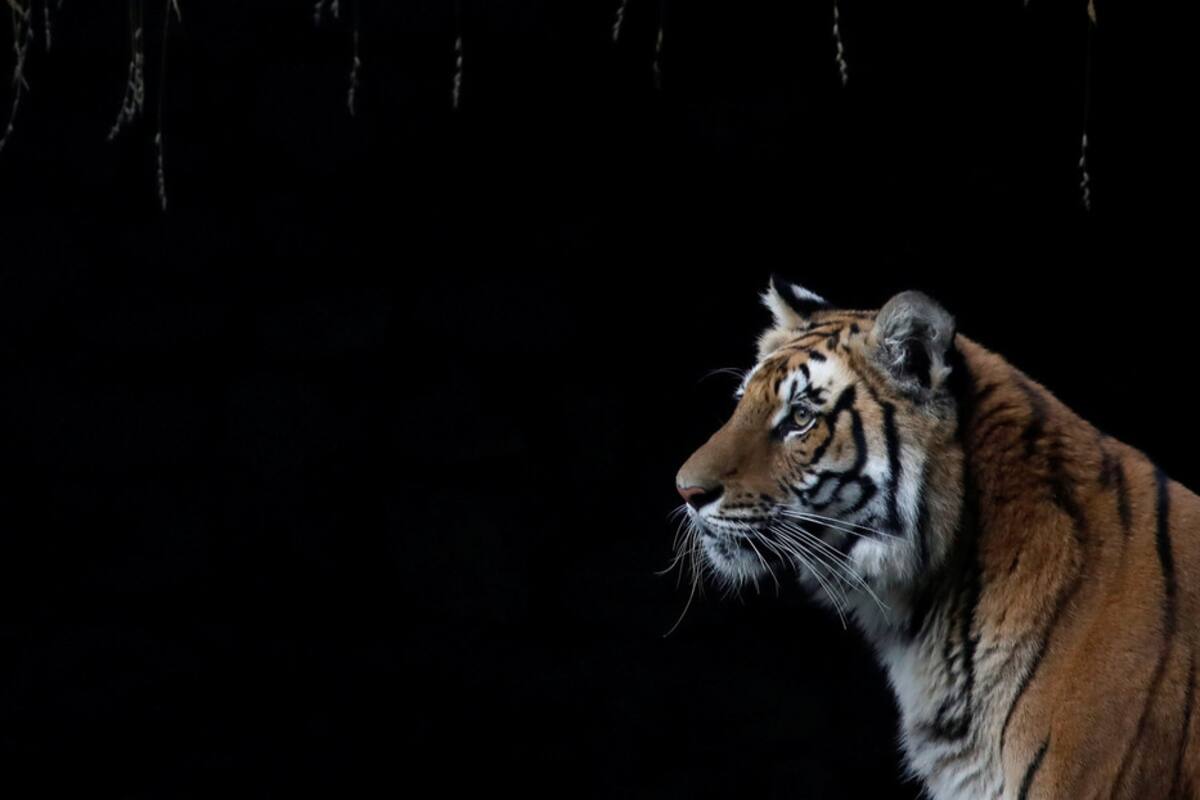 Graban una pelea de dos tigres en la India
