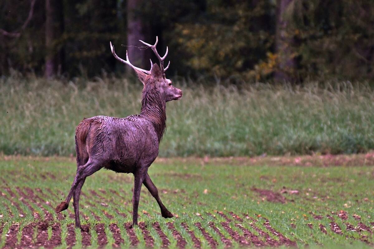 Cazador cazado: Hombre dispara a venado, el animal se levanta y lo mata