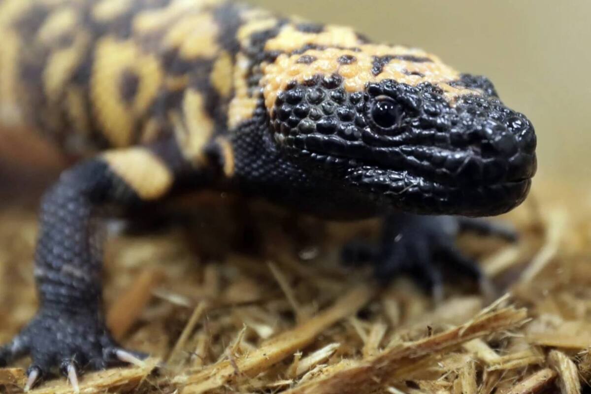 Hombre muere tras ser mordido por su mascota, un monstruo de Gila, en Colorado