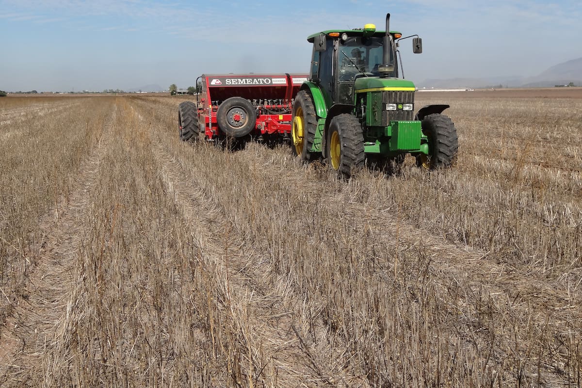 No hay agua ni tampoco apoyos: Agricultores del Valle del Yaqui