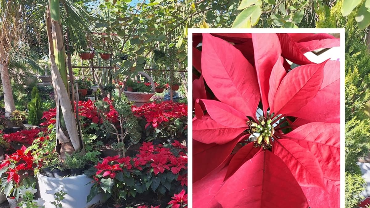 ¿Se te ‘muere’ rápido la Nochebuena?Cuidados y curiosidades sobre la planta más emblemática de la temporada