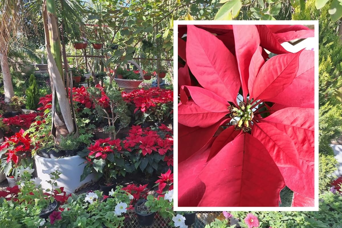 ¿Se te ‘muere’ rápido la Nochebuena?Cuidados y curiosidades sobre la planta más emblemática de la temporada