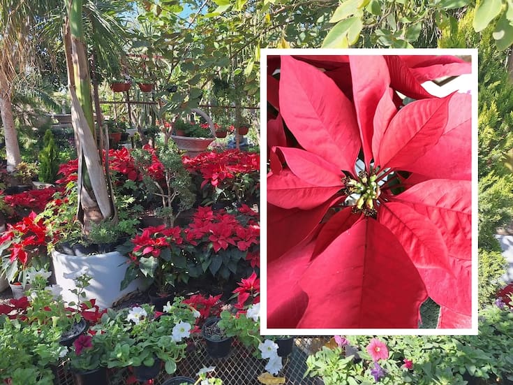 ¿Se te ‘muere’ rápido la Nochebuena?Cuidados y curiosidades sobre la planta más emblemática de la temporada