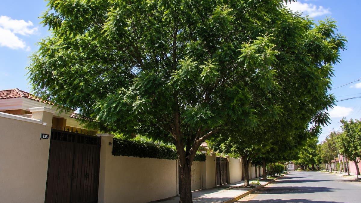 El árbol que crece rápido y da más sombra: cuánto puede medir y de qué depende su desarrollo