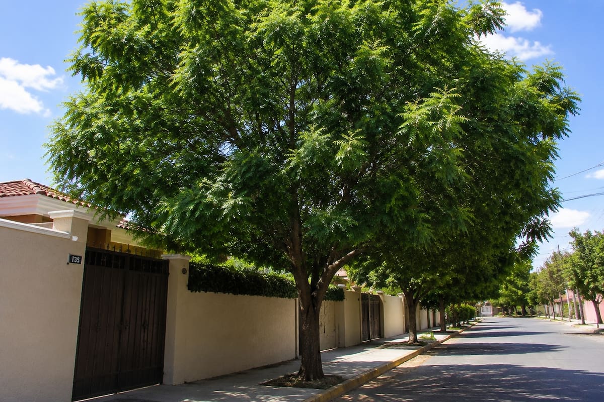 El árbol que crece rápido y da más sombra: cuánto tiempo necesita para alcanzar su máximo tamaño