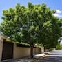 El árbol que crece rápido y da más sombra: cuánto tiempo necesita para alcanzar su máximo tamaño