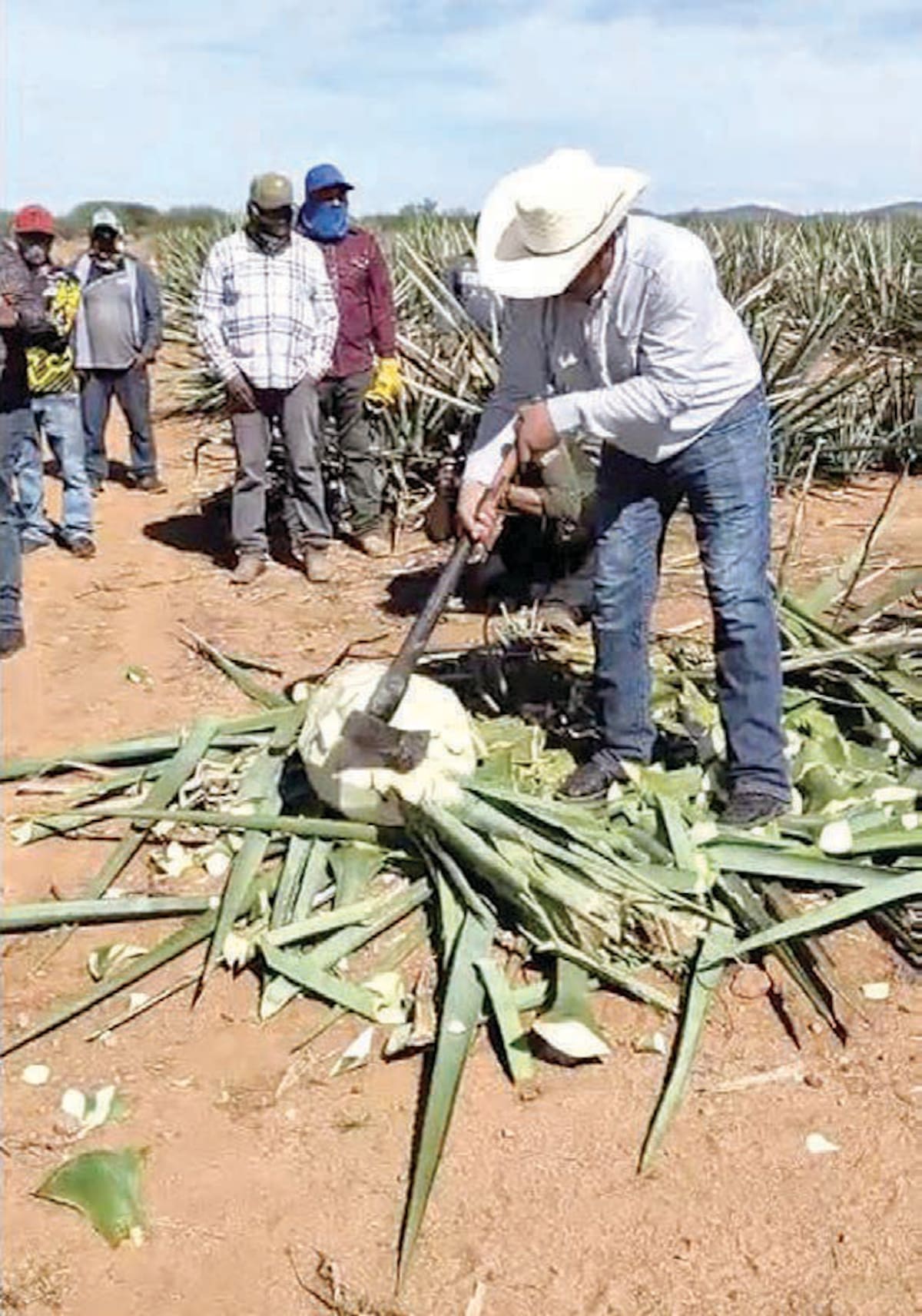 Un hombre corta una penca de agave para mostrar el inicio del proceso.