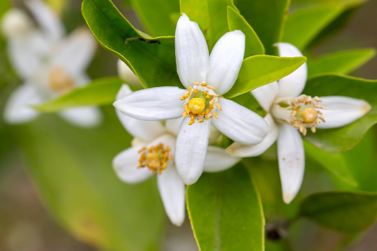 Esta es la flor que tranquiliza la mente