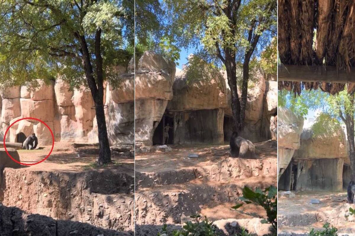VIDEO: Gorila furioso acecha a sus cuidadoras en Zoológico de Texas