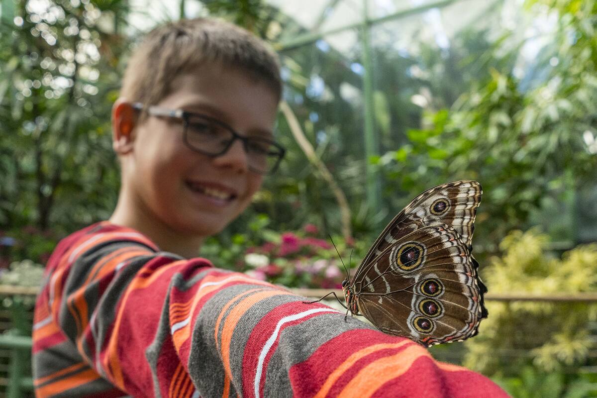 Mariposas monarca llegan al San Diego Zoo Safari Park