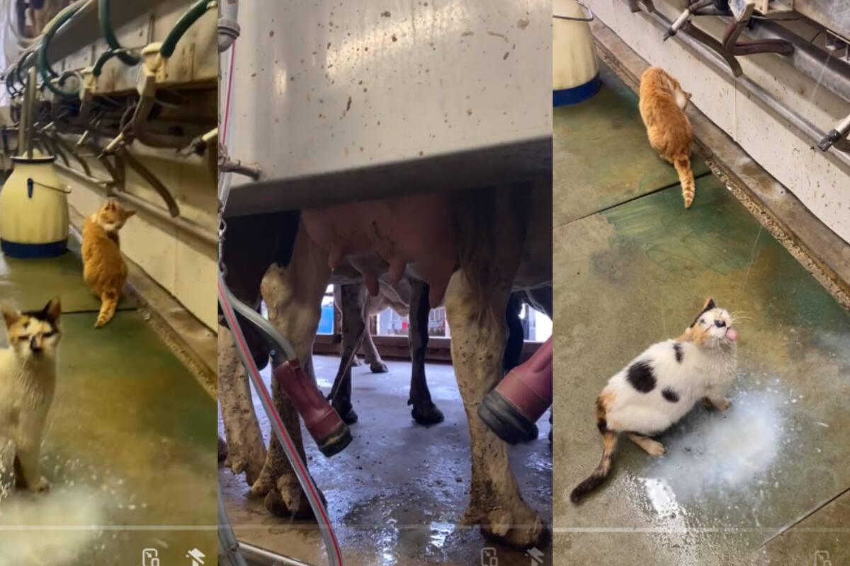 Gata se vuelve viral por aprovechar la lluvia de leche de una vaca en una sala de ordeño
