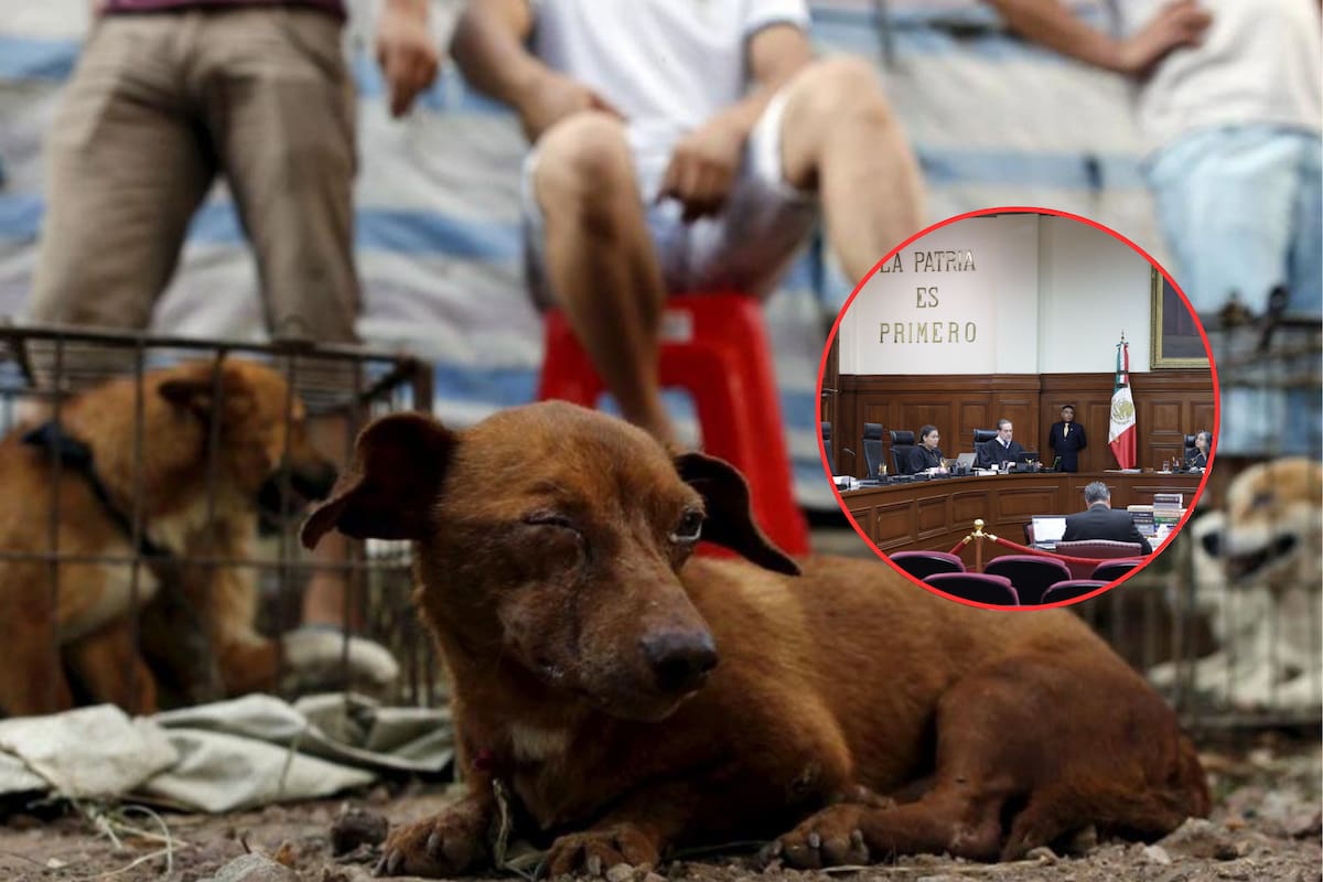 Anula SCJN apartado que penalizaba con prisión el maltrato animal en Morelos