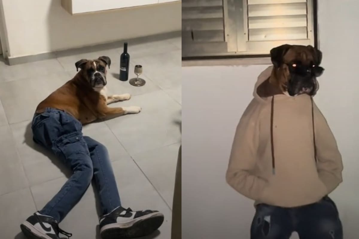 VIDEO: Lo visten de humano “por juego” y el perro se roba el show en TikTok con actuación inesperada