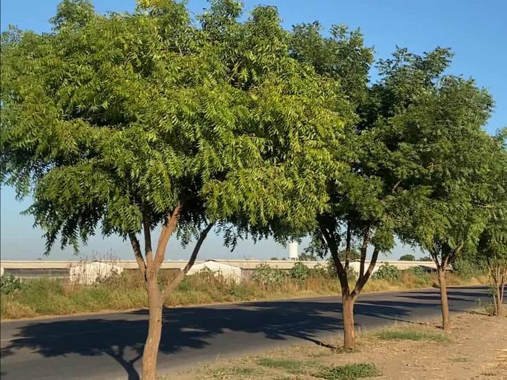 Muestran buen crecimiento cortinas de árboles en el Valle del Yaqui