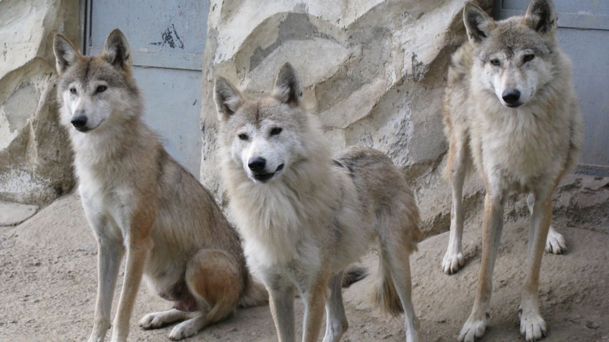Sacrifican a toda una manada de lobos en parque de Inglaterra luego de conflictos entre los animales, autoridades explican que la decisión se tomó como último recurso
