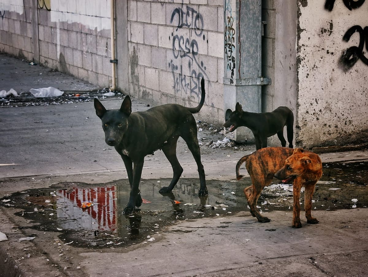 Tres perros aprovecharon una fuga de agua de desagüe en la parte posterior de una plaza comercial, en el cruce de los bulevares Anáhuac y Gómez Morín, para refrescarse durante las horas de mayor calor en Mexicali.│Foto: Saúl Martínez