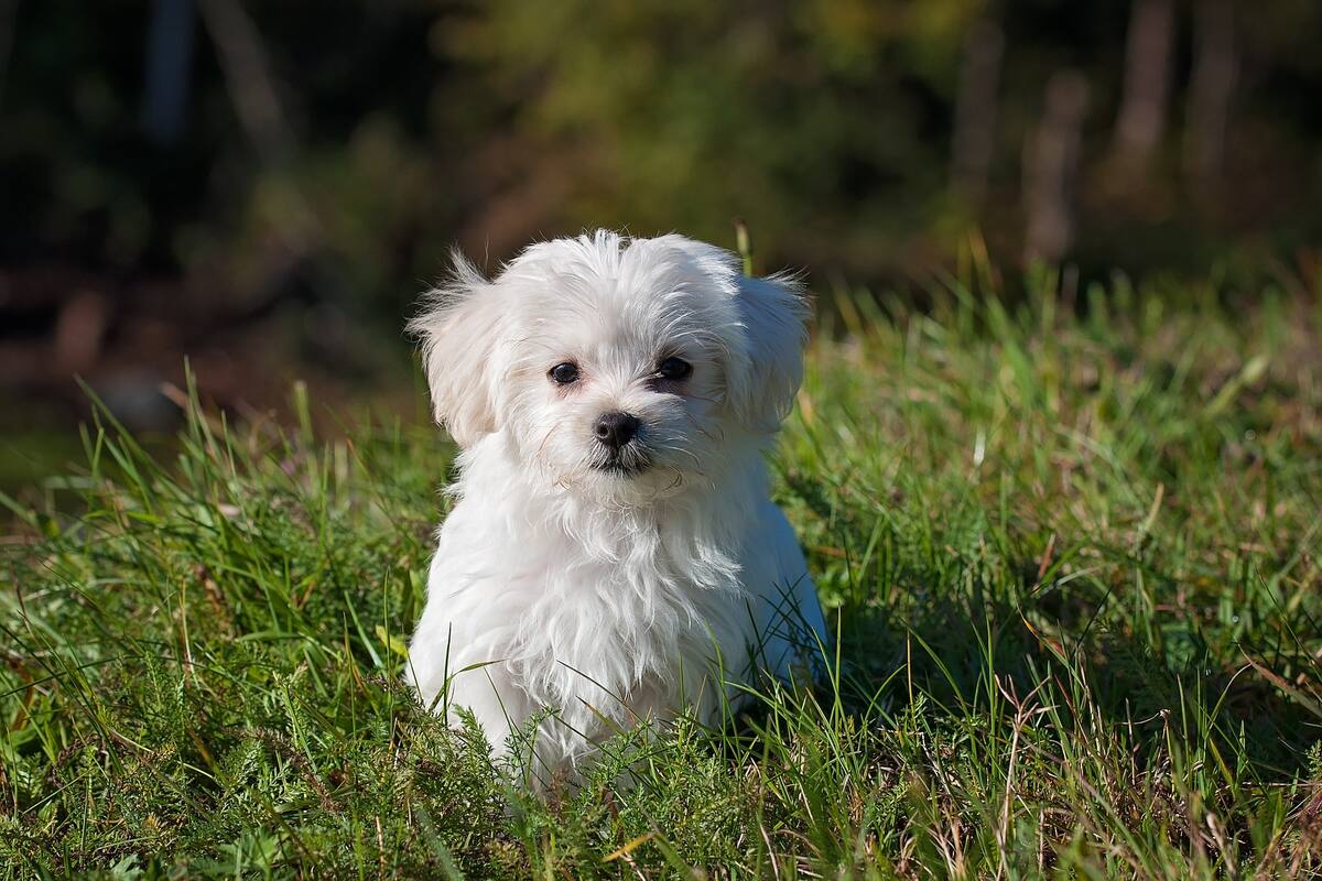 Robó un perro para obsequiárselo a su novia en día de San Valentín