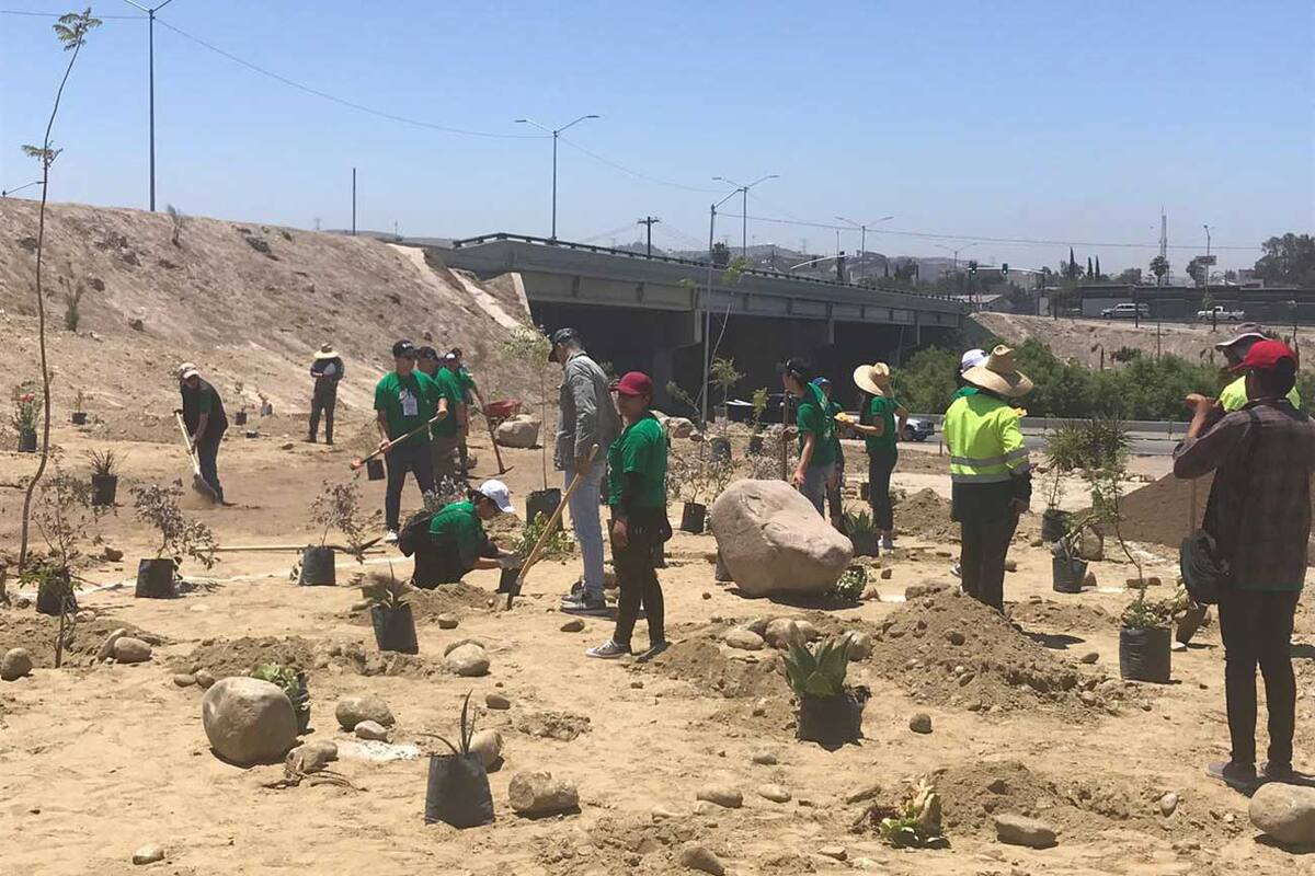 Celebran a Tijuana plantando árboles en Vía Rápida