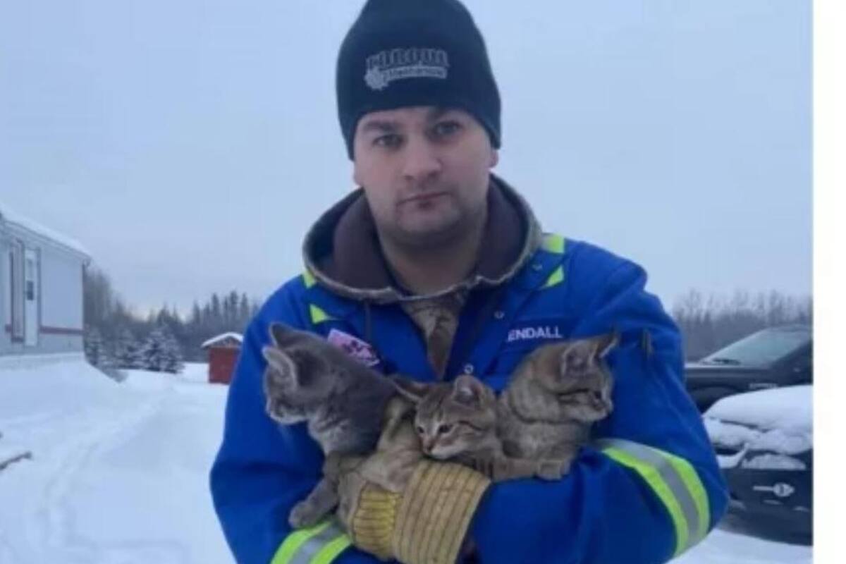 Salva a gatitos de congelarse; tenían su cola pegada al hielo