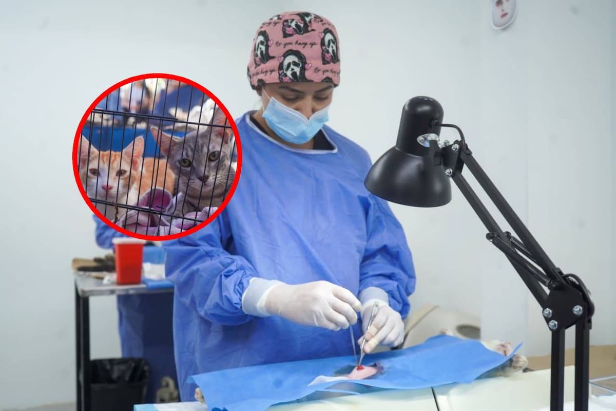 ¿Dónde llevar a tu mascota a esterilizar? Consulta las sedes y teléfonos en Mexicali