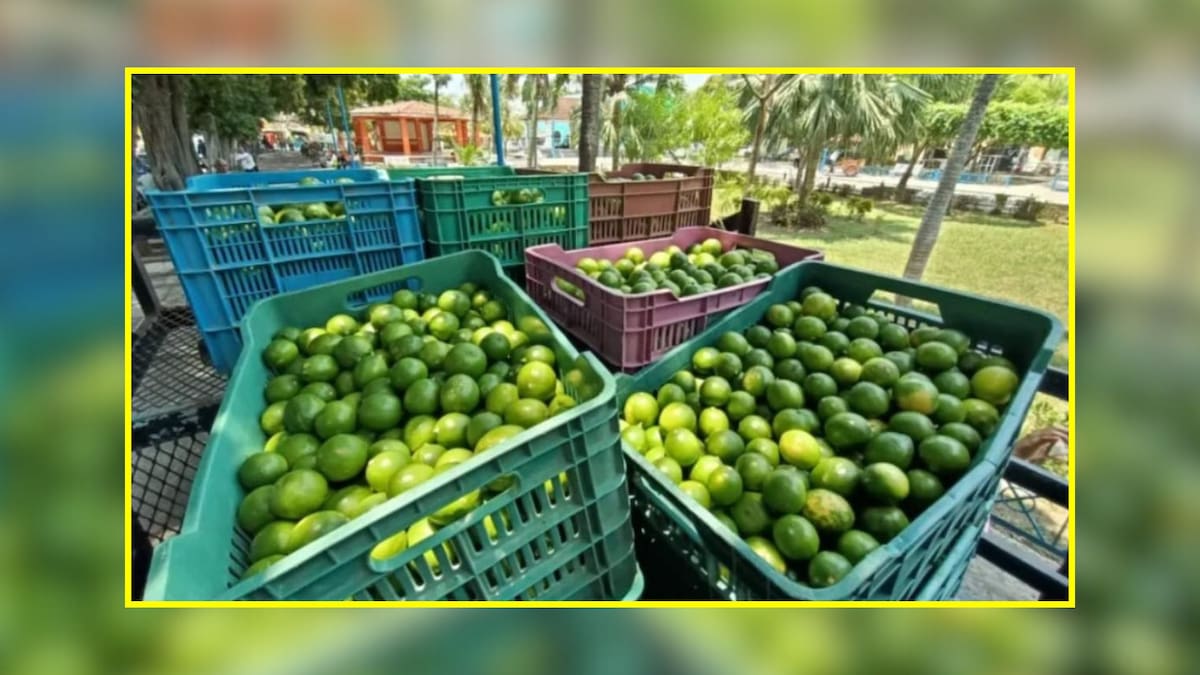 Crimen organizado busca control total de la industria limonnera / Especial