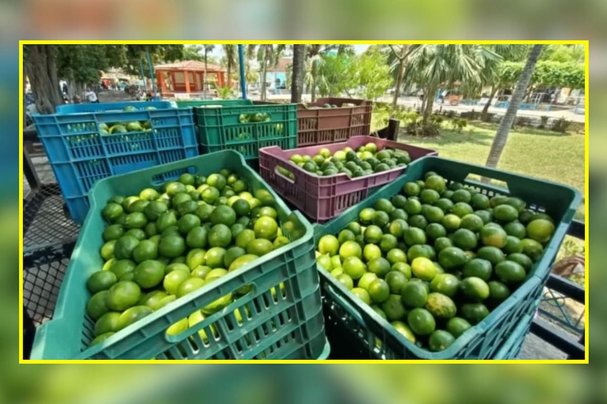 Autoridades identifican a siete grupos criminales responsables de extorsión a productores de limón en Michoacán