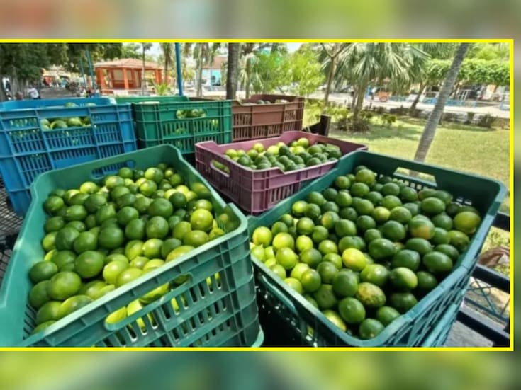 Autoridades identifican a siete grupos criminales responsables de extorsión a productores de limón en Michoacán