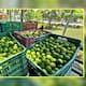 Autoridades identifican a siete grupos criminales responsables de extorsión a productores de limón en Michoacán