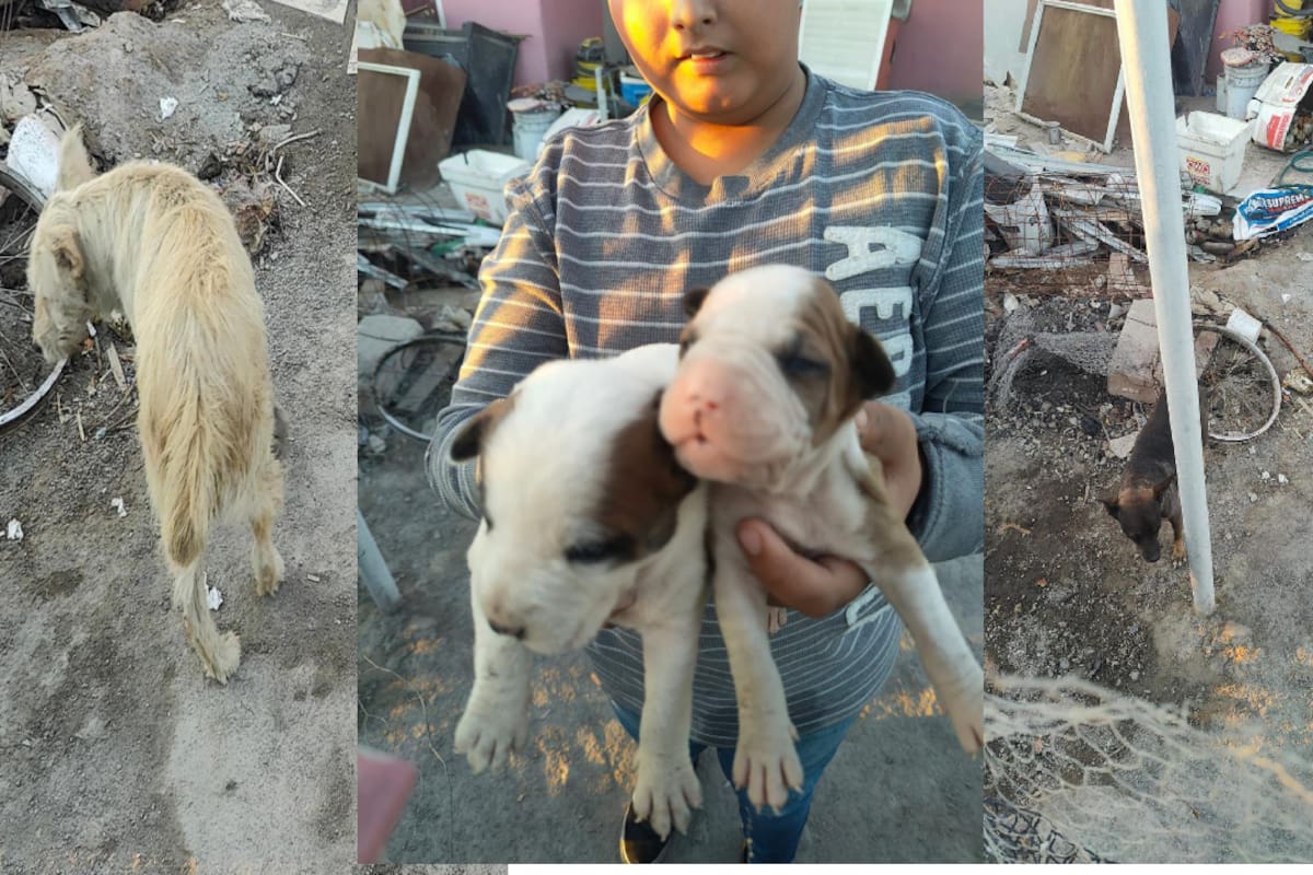 Rescatan a siete perros abandonados tras denuncia ciudadana en la colonia Pro-Hogar