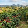 El café de Puebla crece en rendimiento pese a la presencia de un hongo que afecta parte de sus cultivos y preocupa a productores