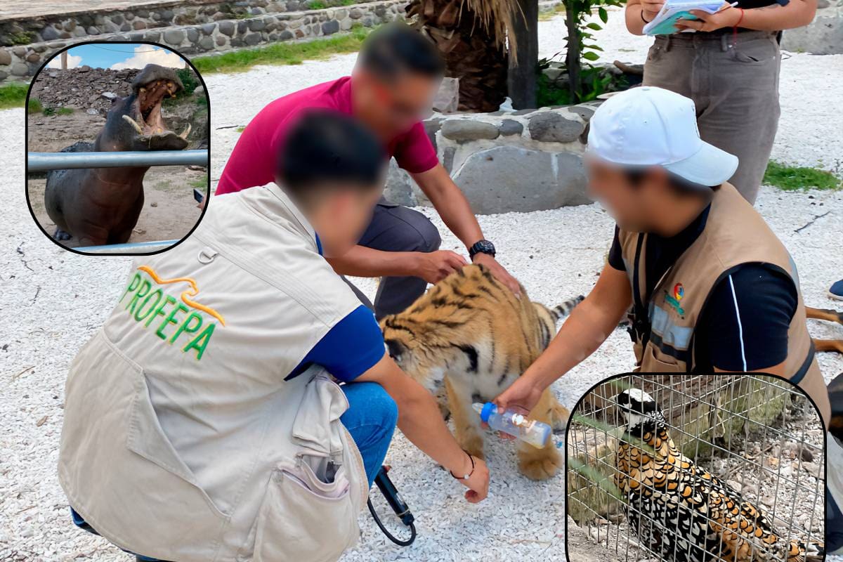 Profepa asegura tigre de bengala y otras especies en Hidalgo