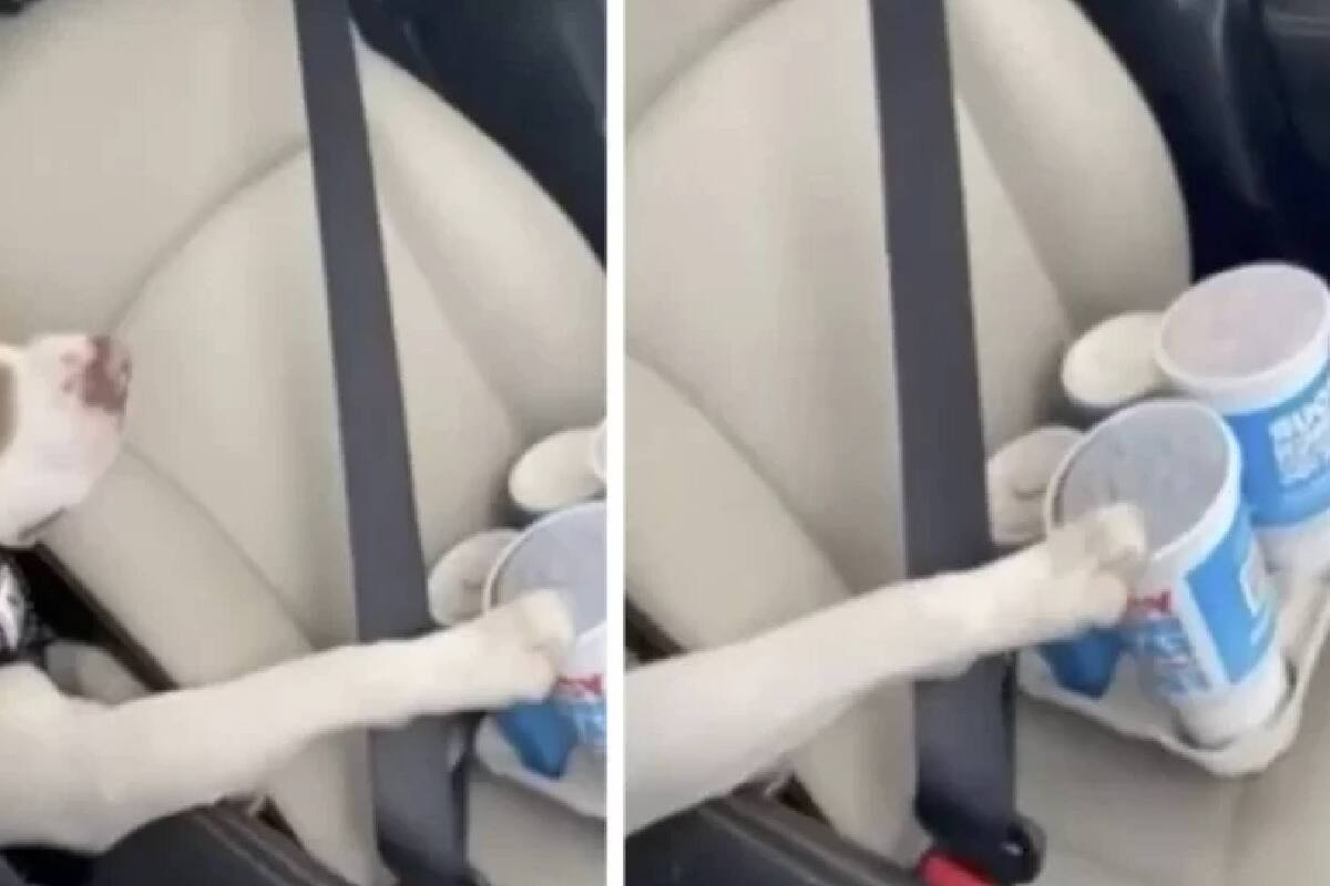 TIKTOK: El mejor copiloto, perrito se hace viral por detener bebida para no derramar en el asiento