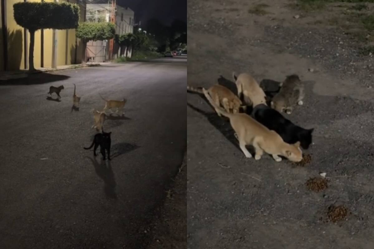 Joven se vuelve viral por alimentar a los gatos callejeros de su colonia