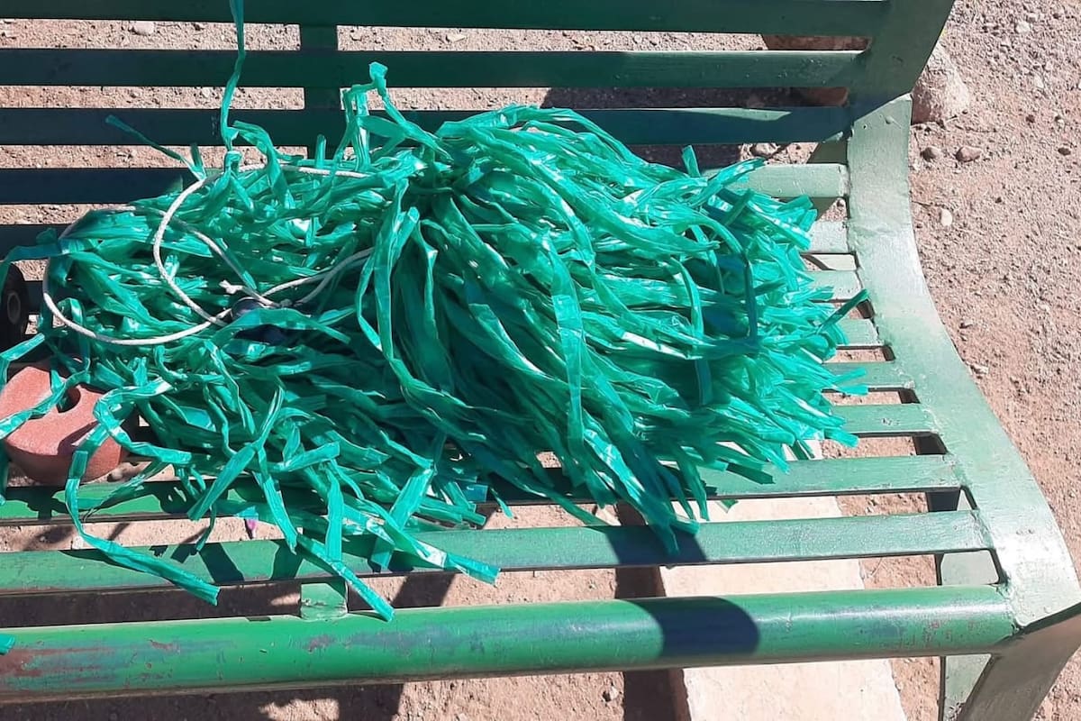 Promueven reproducción de peces Koi en la Laguna del Náinari