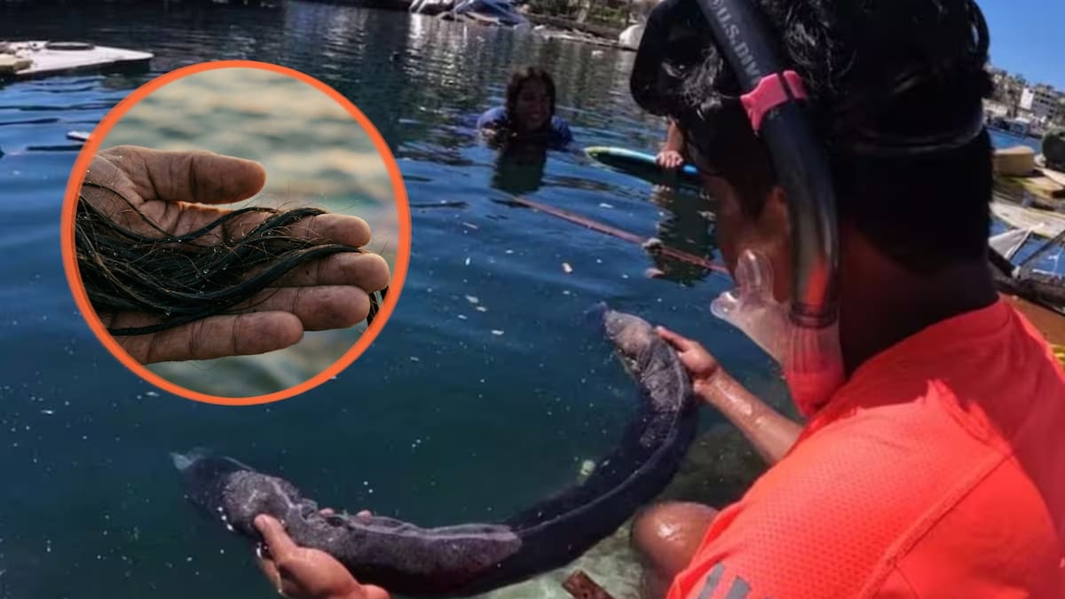 Activistas recolectarán cabello para tejer redes capaces de absorber petróleo en zonas afectadas por el derrame en el Golfo de México. /El Universal/Canva