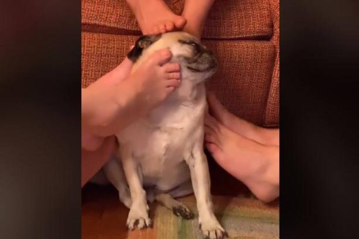 TikToker le da masaje a su perrito con los pies y se hace viral