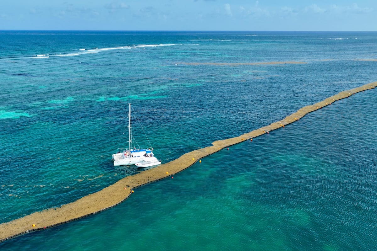 Se impulsa investigación sobre el sargazo en Quintana Roo, para convertirlo en recurso económico