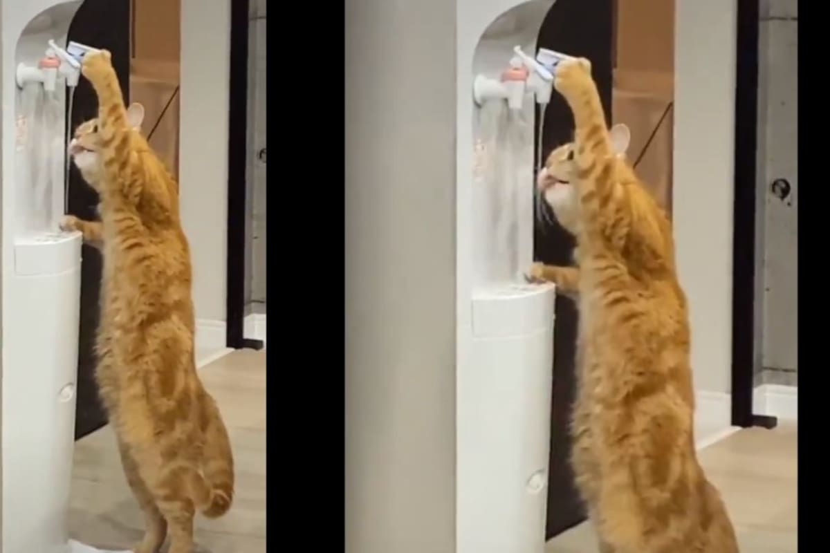 VIDEO: Gatito tomando agua de garrafón es sensación en redes