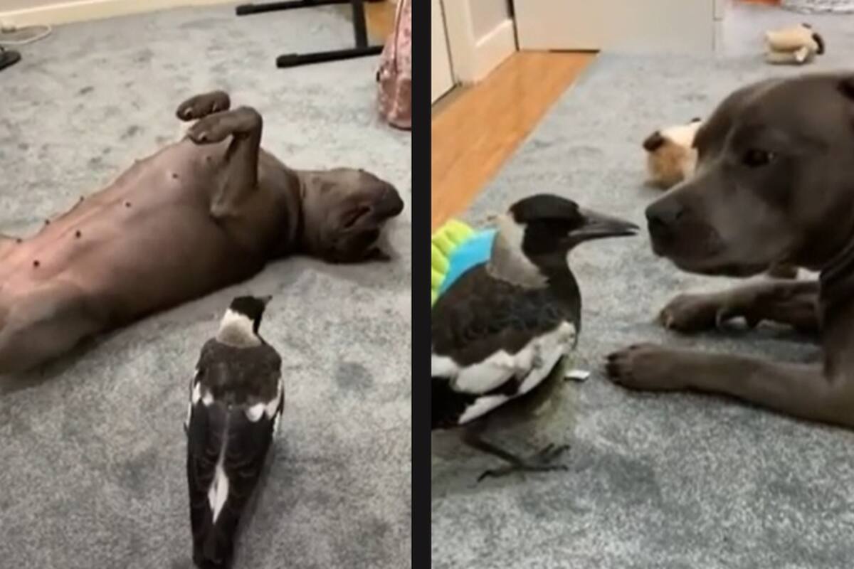 Perrito adopta a urraca que se comporta como cachorro