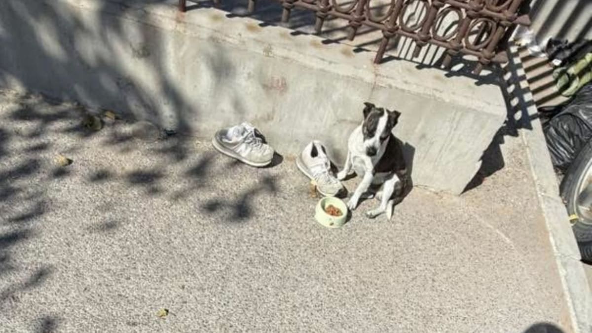 “Toby no quiso dejarlo”: la historia del perrito que defendió el cuerpo de su dueño y conmovió a miles de usuarios en redes sociales. Foto: Heraldo de México