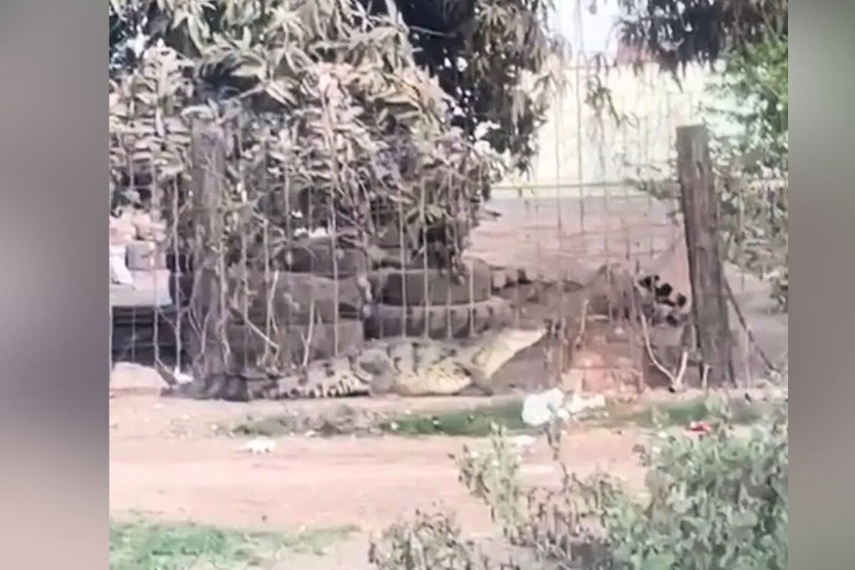 VIDEO: Gigantesco cocodrilo se mete a casa en Navolato, Sinaloa