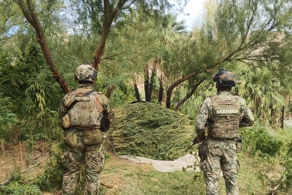 Marina incinera más de 1.4 millones de plantas de marihuana al sur de Tecate