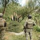 Marina incinera más de 1.4 millones de plantas de marihuana al sur de Tecate