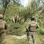 Marina incinera más de 1.4 millones de plantas de marihuana al sur de Tecate